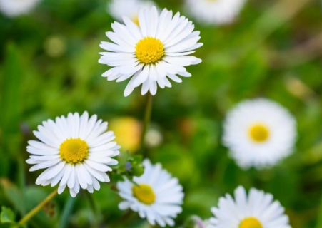 Chamomile ingredient