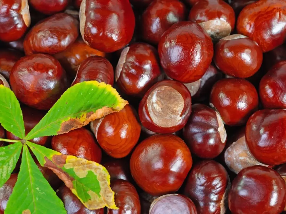Horse chestnut ingredient