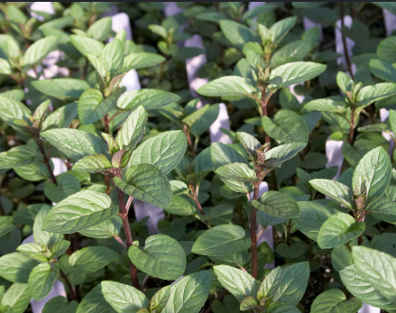 Menthol ingredient